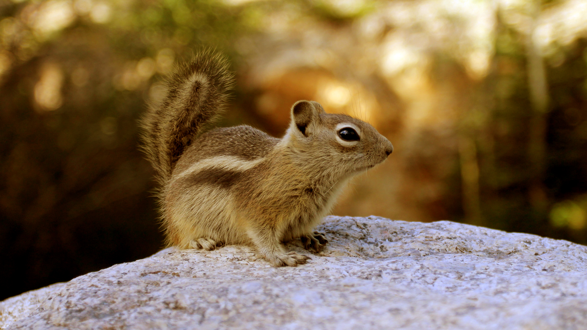 chipmunk in spanish