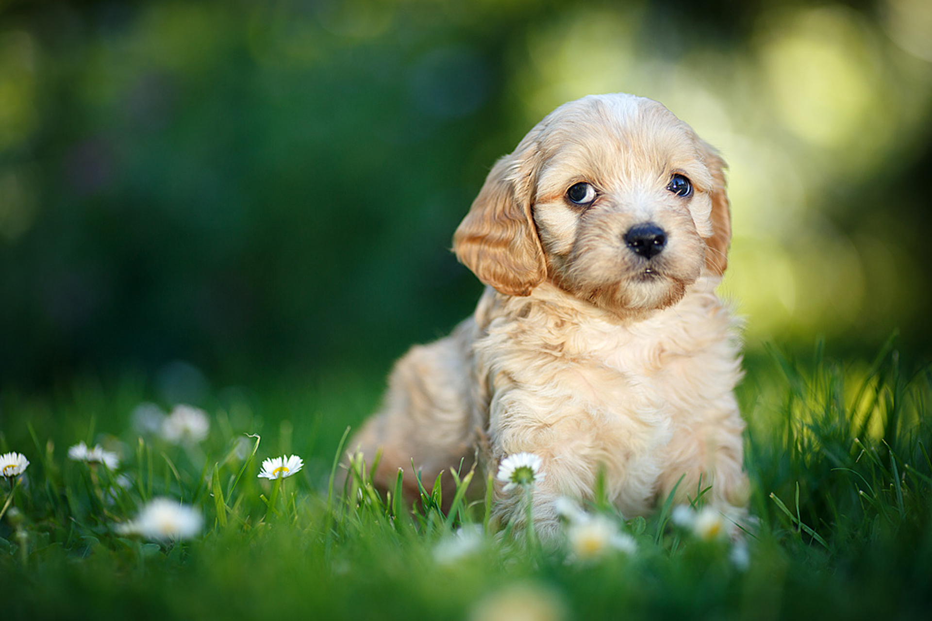 Animal Dog HD Wallpaper