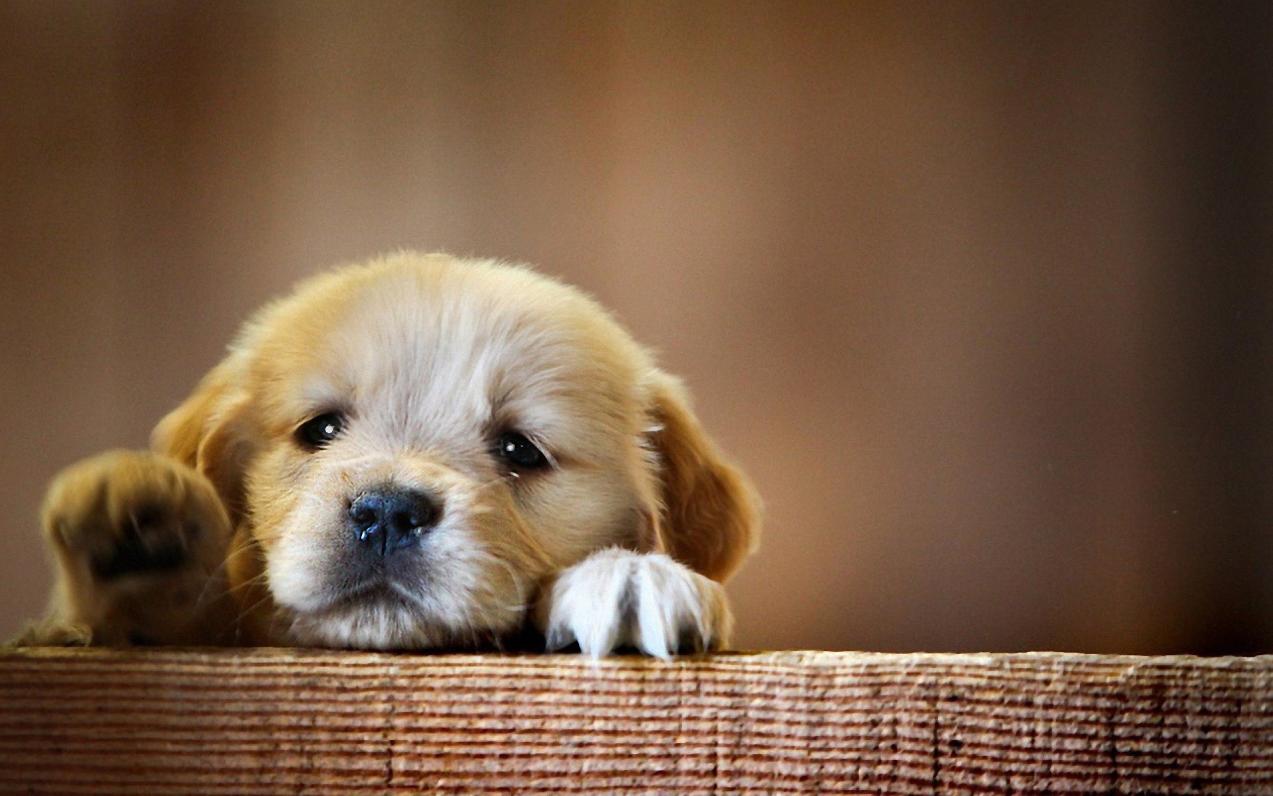 Dog Full HD Wallpaper and Background Image | 2560x1600 | ID:464829