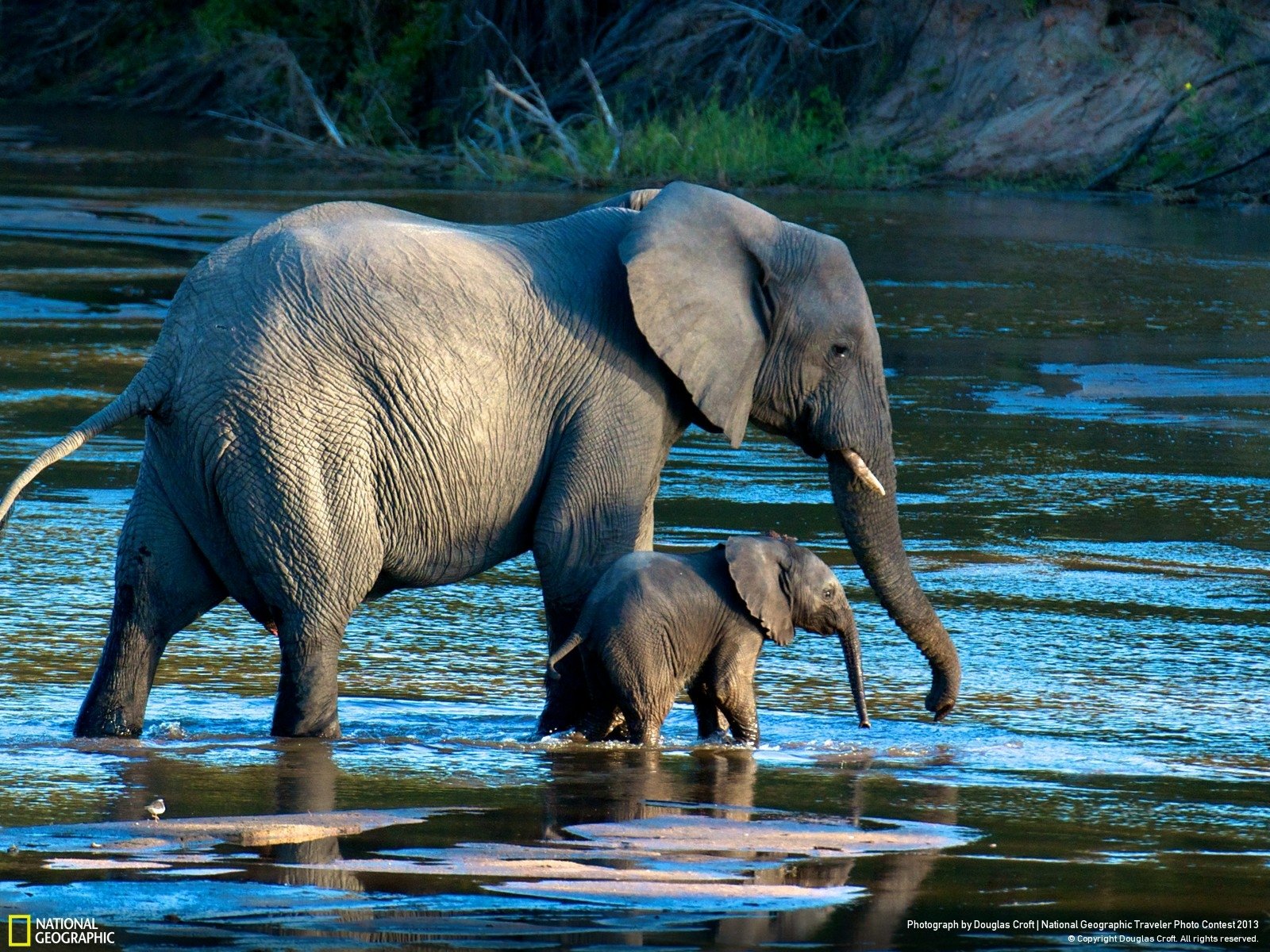 An African bush elephant and its calf wade through shallow waters, surrounded by lush greenery, captured in a stunning HD desktop wallpaper.