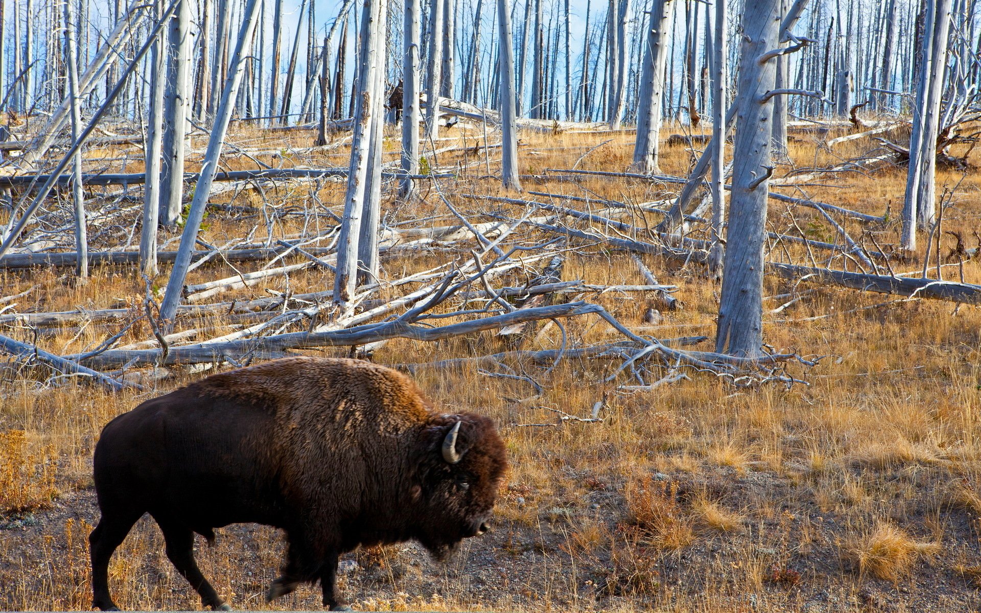 HD PC desktop wallpaper featuring a solitary American bison walking through a forest with leafless, tall trees and brown grass.