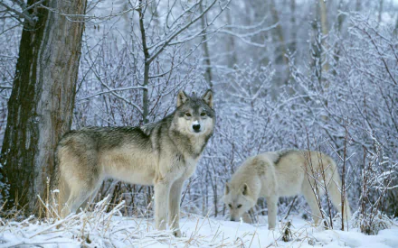Two wolves, a grey wolf and a white wolf, stand in a snowy winter forest. This HD image is tagged as a desktop wallpaper and background, capturing the animals' natural beauty in a wintry scene.