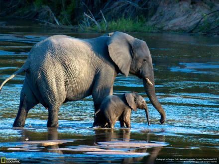 An African bush elephant and its calf wade through shallow waters, surrounded by lush greenery, captured in a stunning HD desktop wallpaper.