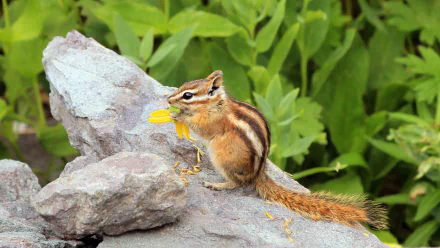 HD PC desktop wallpaper background: animal - a chipmunk perched on a rock nibbling a yellow petal, with green foliage behind it.