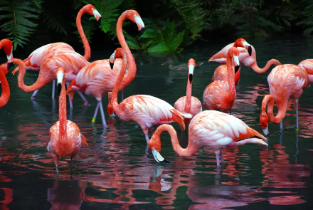 A vibrant group of flamingos standing gracefully in a tranquil pond, surrounded by lush greenery, creating a stunning HD desktop wallpaper and background.