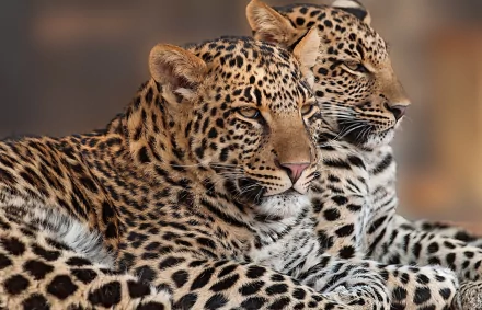 HD PC desktop wallpaper featuring a close-up of two resting leopards with detailed spotted fur against a blurred natural background.