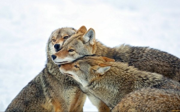Animal Wolf Wolves HD Wallpaper | Background Image