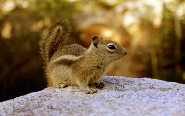 Animal chipmunk HD Desktop Wallpaper | Background Image