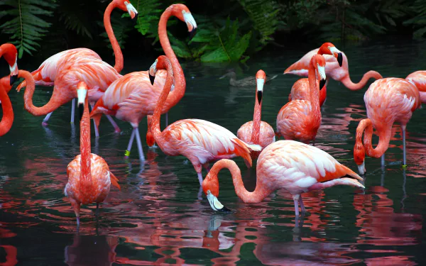 A vibrant group of flamingos standing gracefully in a tranquil pond, surrounded by lush greenery, creating a stunning HD desktop wallpaper and background.