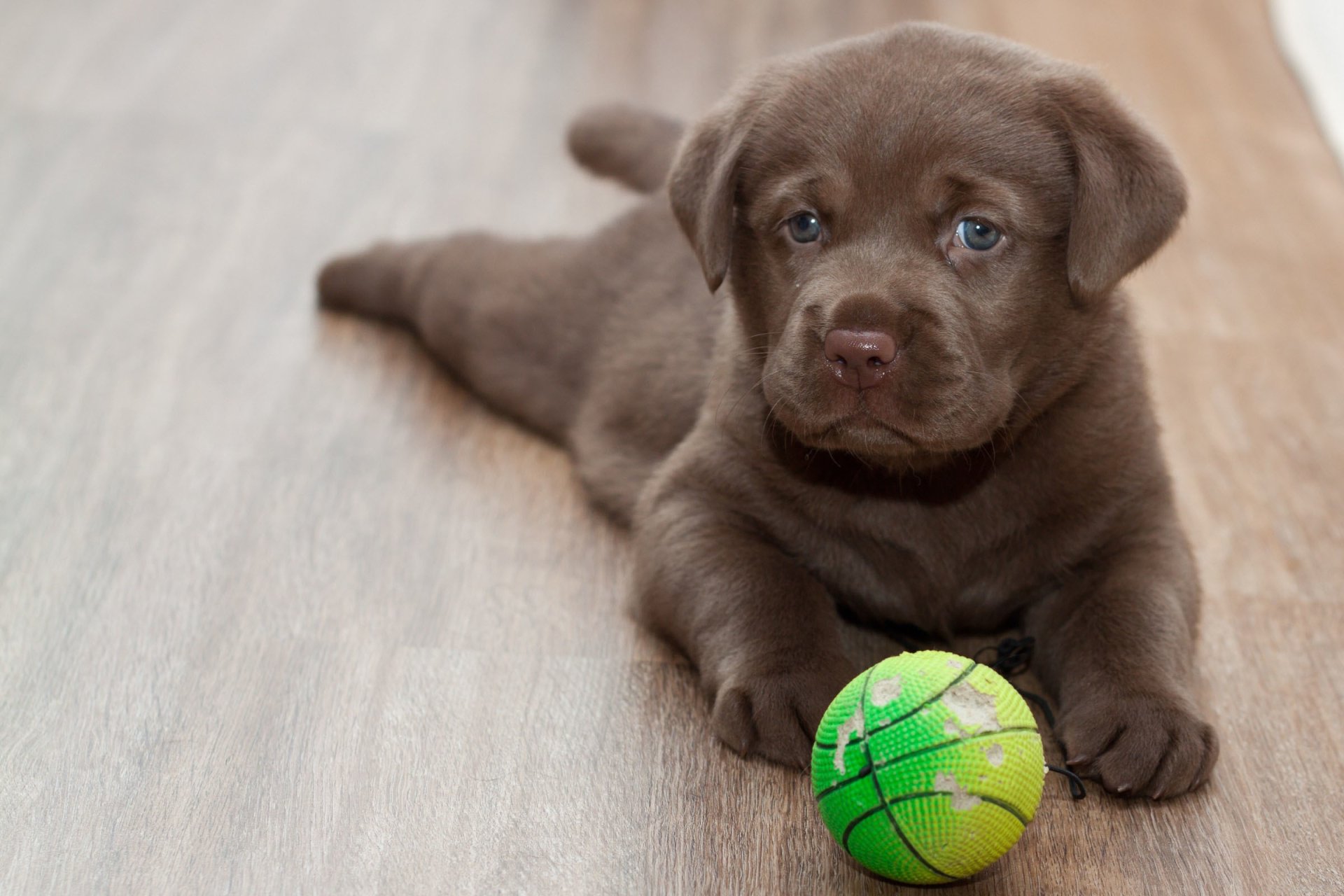 A cute brown puppy lies on a wooden floor, gazing at the camera with blue eyes, next to a vibrant green basketball toy, making for a charming HD desktop wallpaper.