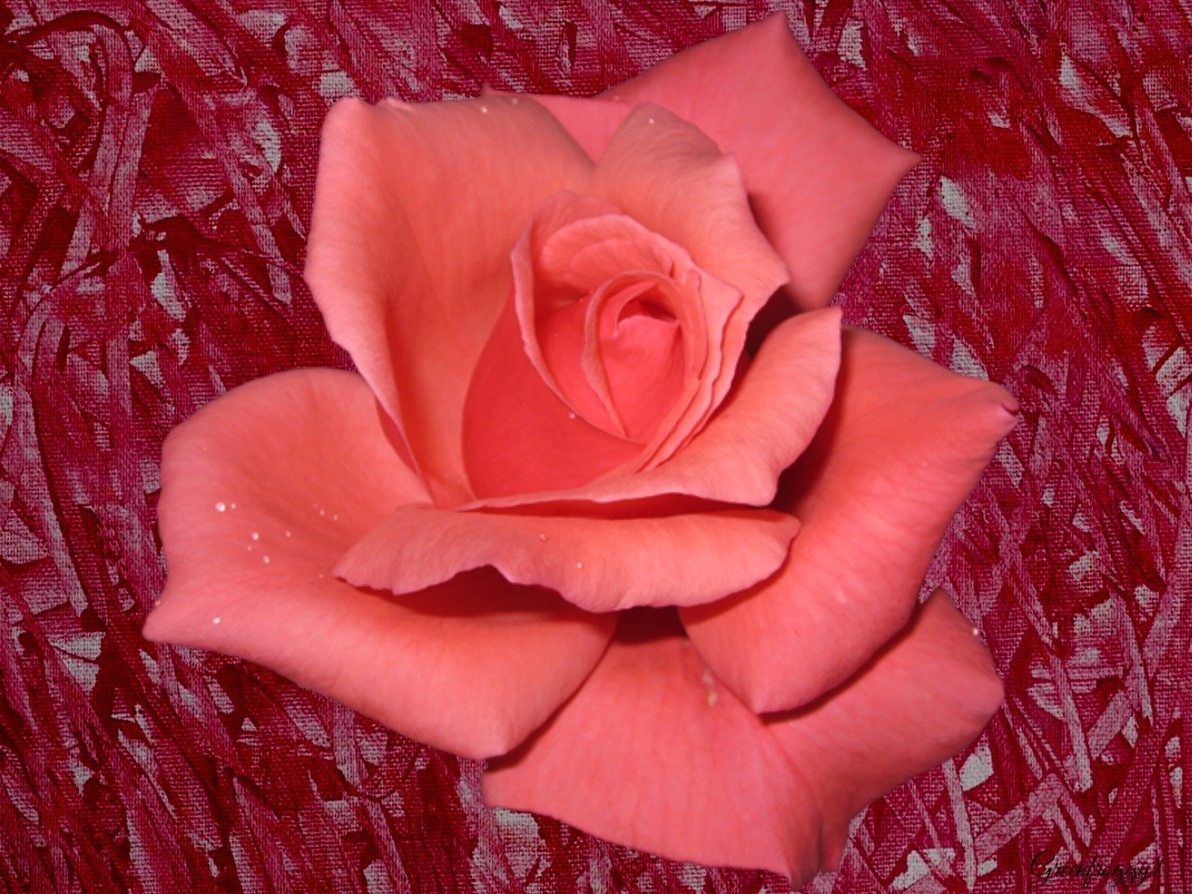 PINK ON PINK by GREENFROGGY1