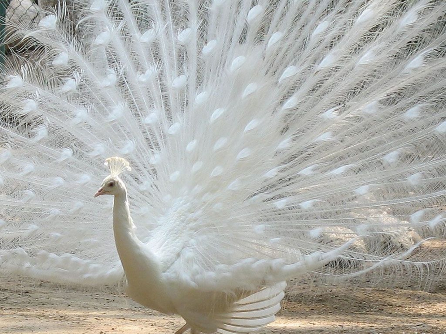 download-bird-animal-peacock-wallpaper