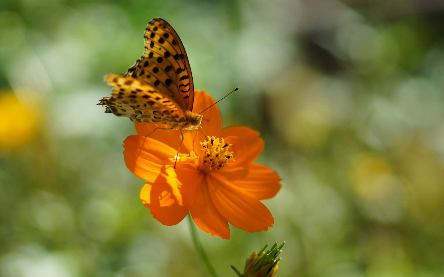 Download Animal Butterfly Wallpaper