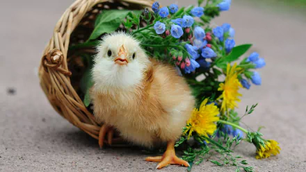 Animal chicken HD Desktop Wallpaper | Background Image