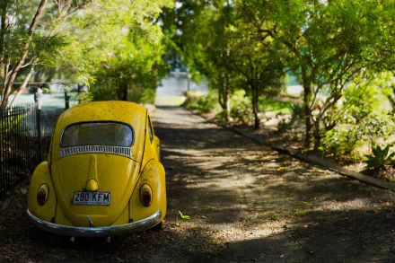 vehicle Volkswagen Beetle HD Desktop Wallpaper | Background Image