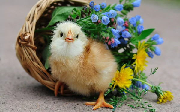 Animal chicken HD Desktop Wallpaper | Background Image