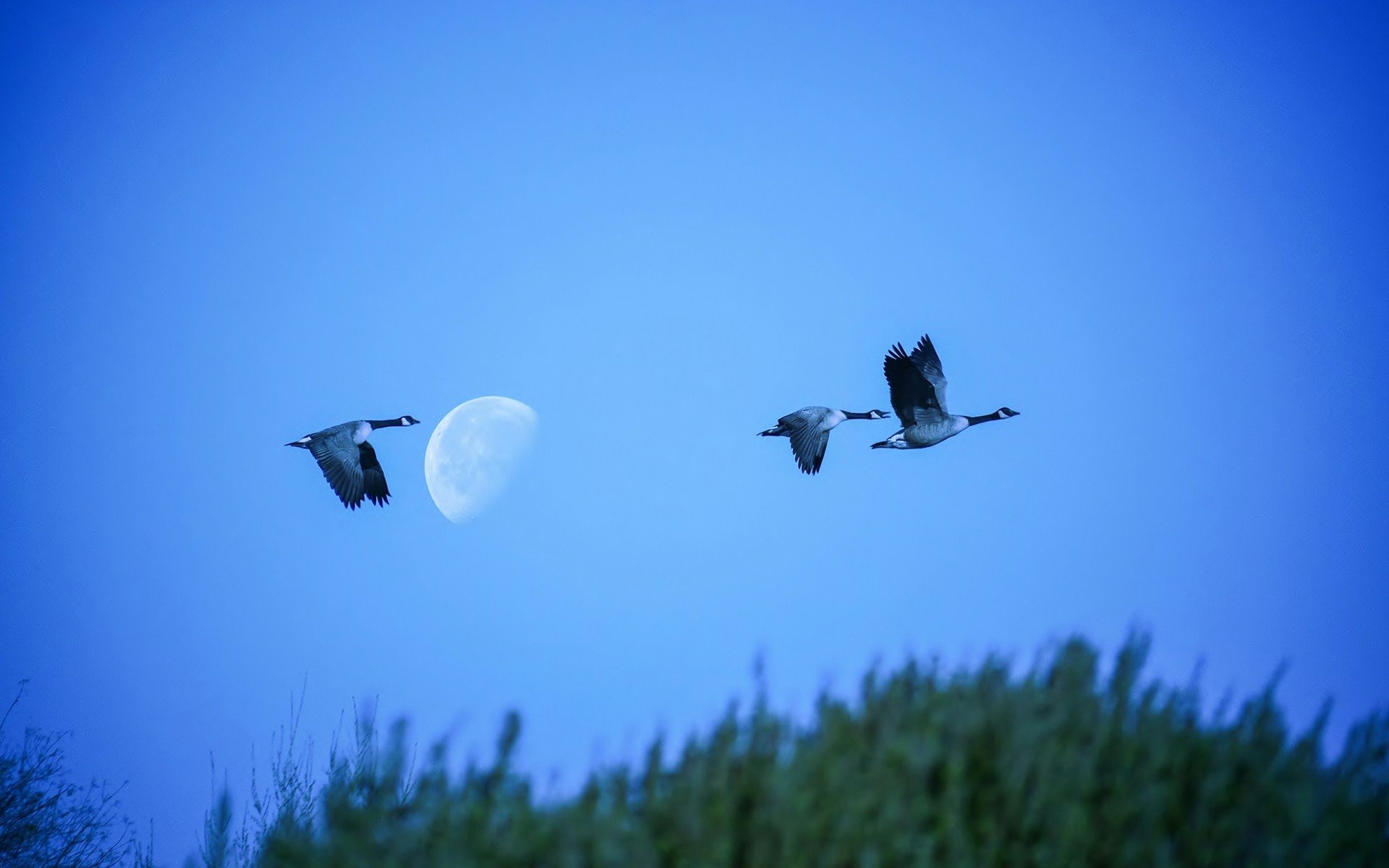 Download Bird Animal Canada Goose HD Wallpaper