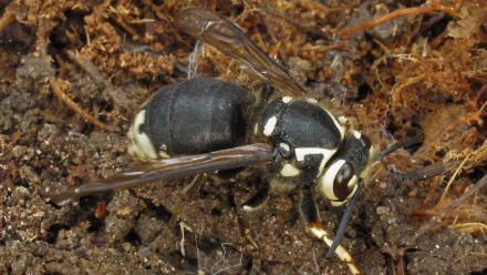  Bald-faced Hornet