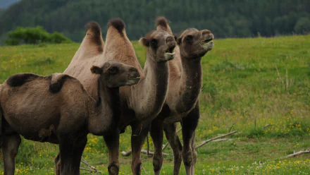 Animal camel HD Desktop Wallpaper | Background Image