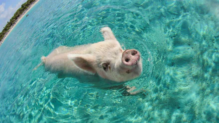 A playful pig swims in clear turquoise waters, creating a vibrant and lively scene. This HD desktop wallpaper captures the charm of this unique animal in a refreshing setting.