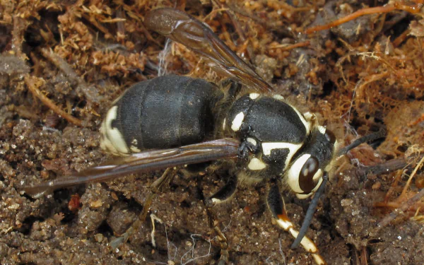  Bald-faced Hornet