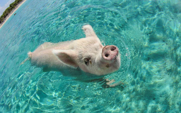 A playful pig swims in clear turquoise waters, creating a vibrant and lively scene. This HD desktop wallpaper captures the charm of this unique animal in a refreshing setting.