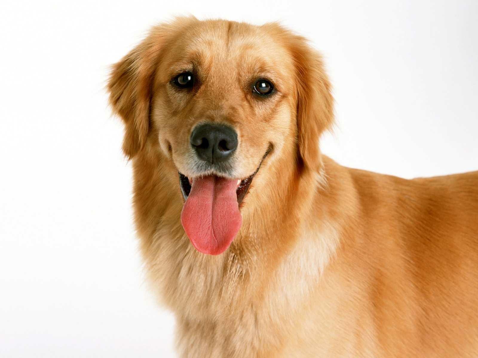 HD PC desktop wallpaper featuring a close-up of a golden retriever dog with its tongue out against a white background.