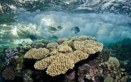 coral Animal fish HD Desktop Wallpaper | Background Image