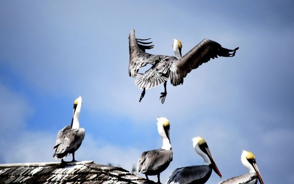 Animal Pelican Birds Pelicans Bird HD Wallpaper | Background Image