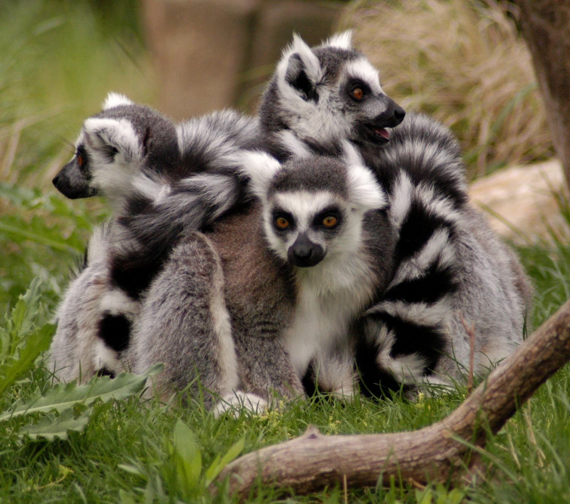 HD PC desktop wallpaper/background: a family of ring-tailed lemurs huddled on grass, showing their striking black-and-white tails and bright amber eyes.