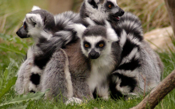 HD PC desktop wallpaper/background: a family of ring-tailed lemurs huddled on grass, showing their striking black-and-white tails and bright amber eyes.