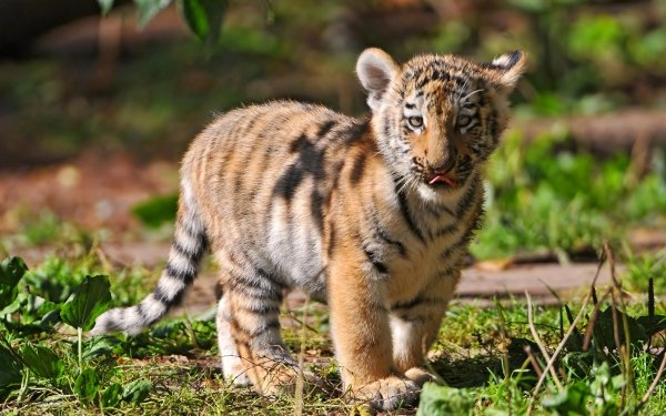 Tiere Tiger Katzen Baby HD Wallpaper | Hintergrund