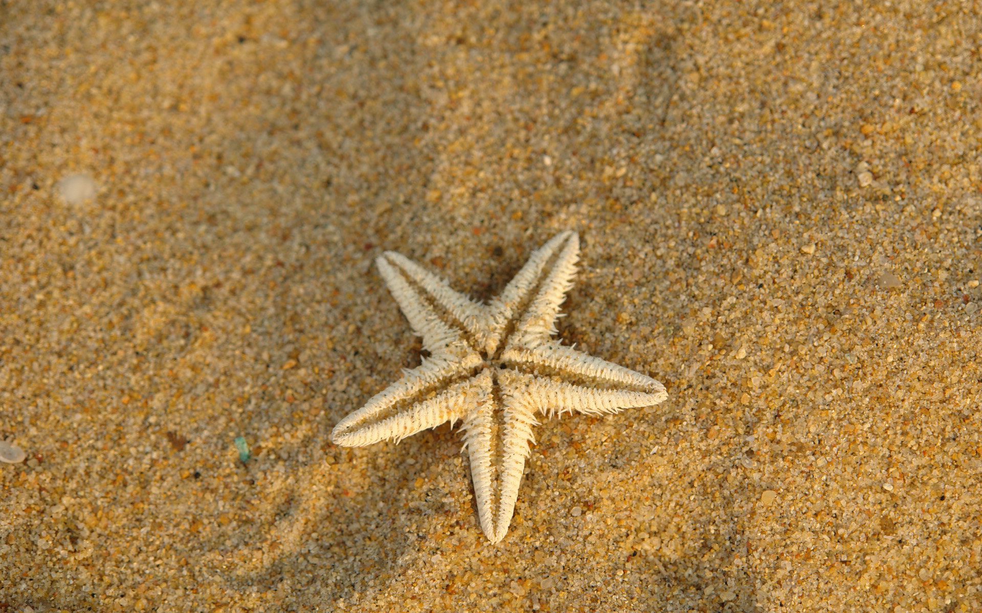 Animal Starfish HD Wallpaper | Background Image