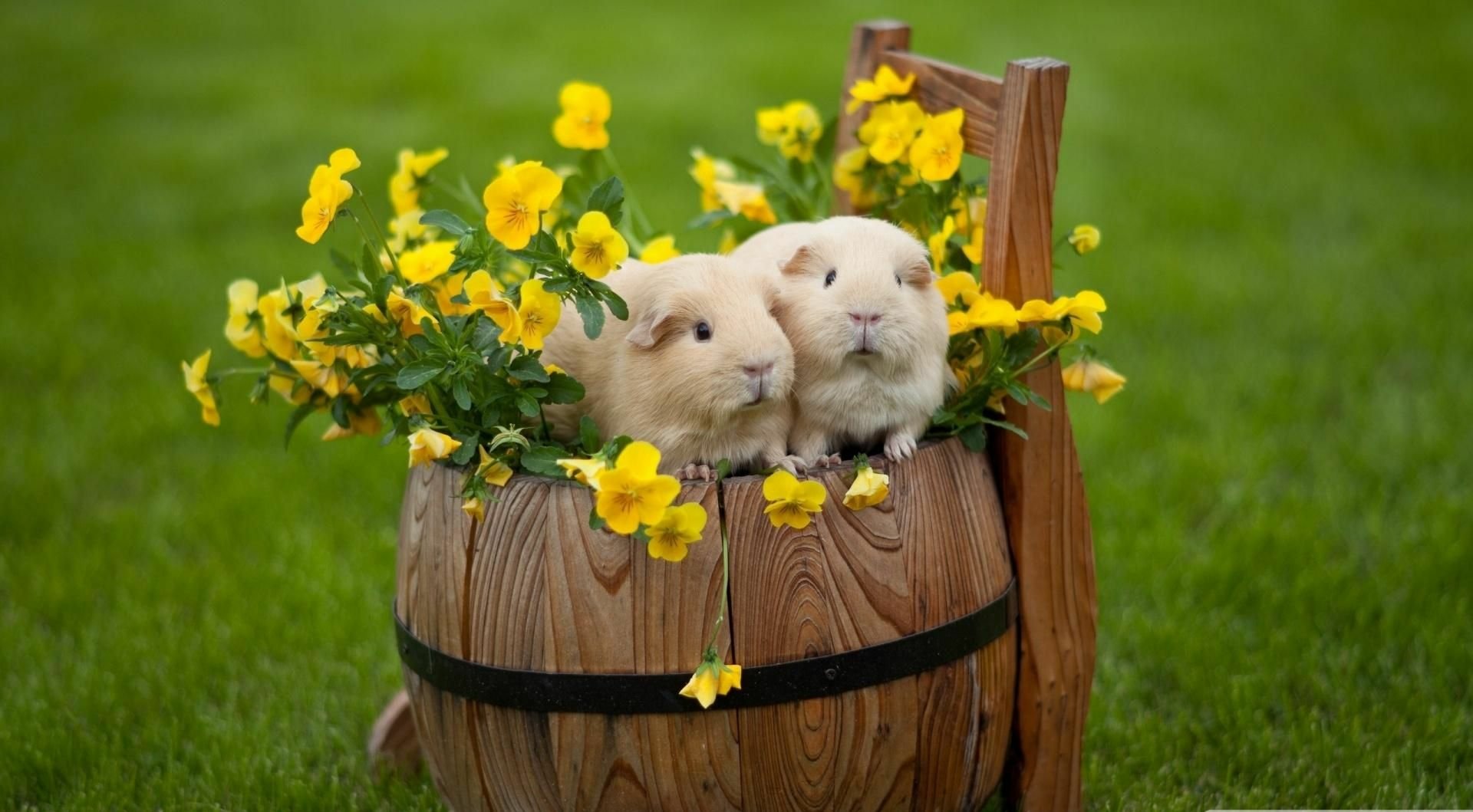 Two fluffy guinea pigs nestled in a wooden barrel adorned with bright yellow flowers, set against a vibrant green background, HD desktop wallpaper.