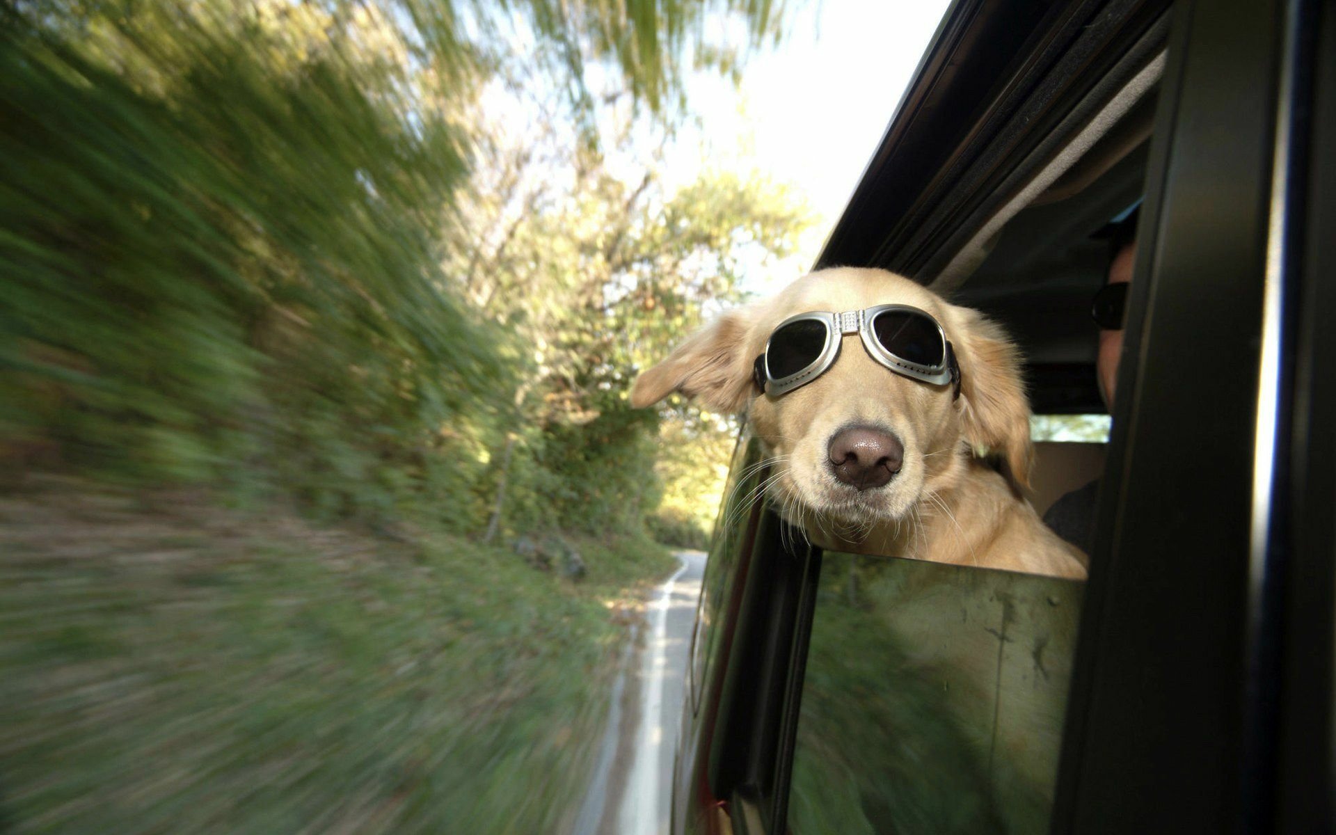 HD desktop wallpaper featuring a golden retriever wearing sunglasses, looking out from a car window against a blurred green landscape.