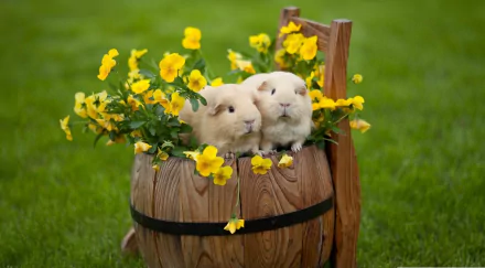 Two fluffy guinea pigs nestled in a wooden barrel adorned with bright yellow flowers, set against a vibrant green background, HD desktop wallpaper.