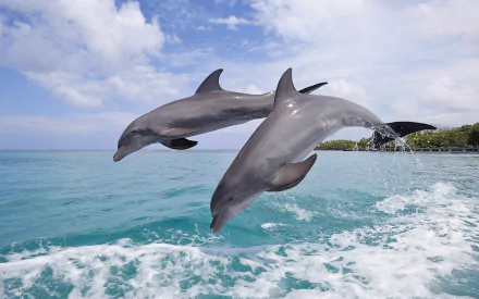 HD desktop wallpaper and background featuring two Bottlenose Dolphins leaping out of the ocean under a blue sky with white clouds.