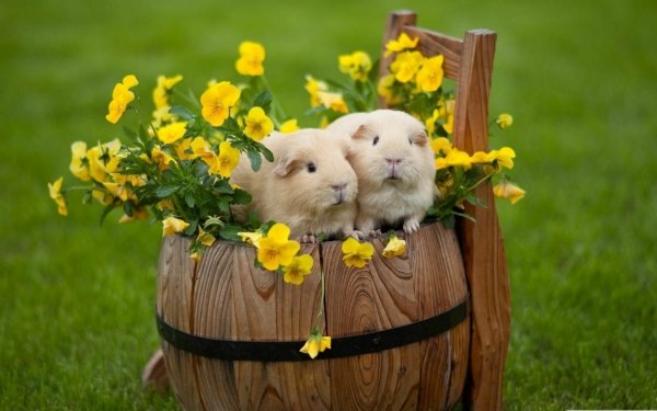 Animal Guinea Pig HD Wallpaper | Background Image