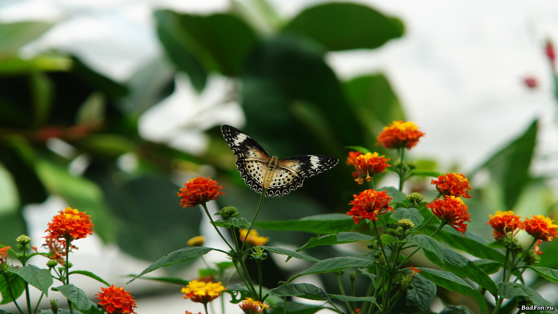butterfly HD Wallpaper | Background Image | 1920x1080 | ID ...