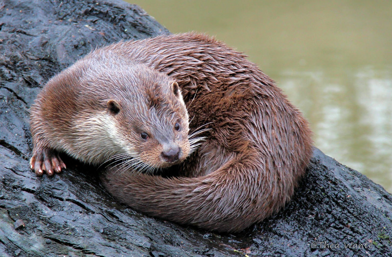 HD PC desktop wallpaper/background showing an animal otter curled on a wet rock by calm water.