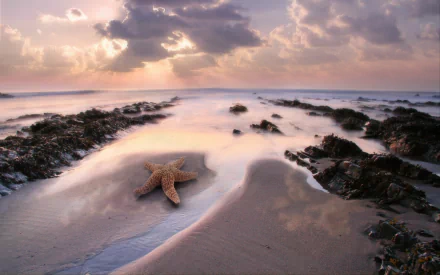 Animal starfish HD Desktop Wallpaper | Background Image