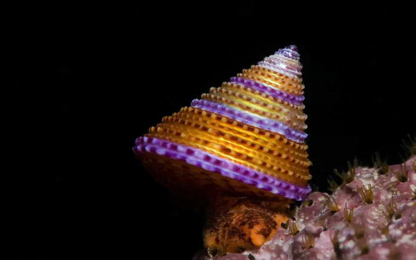 marine sea life