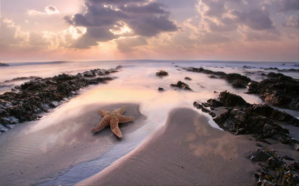 Animal starfish HD Desktop Wallpaper | Background Image