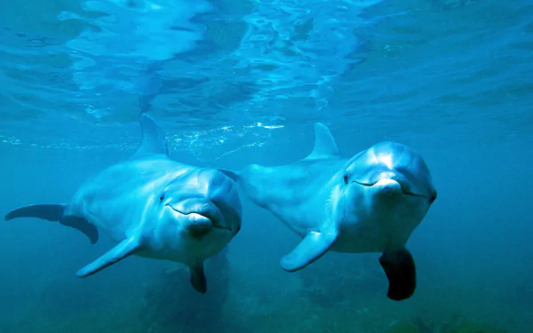 Two bottlenose dolphins swimming underwater, captured in high definition, creating a stunning desktop wallpaper and background.