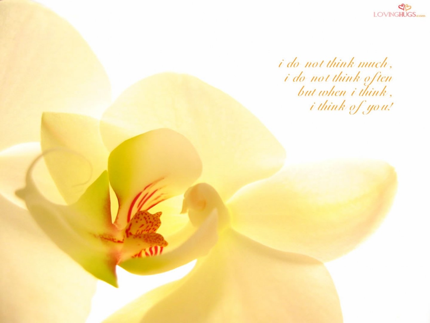 A serene close-up of a yellow orchid, embodying themes of love, accompanied by a heartfelt quote about affection. This HD wallpaper adds a touch of elegance to any desktop.