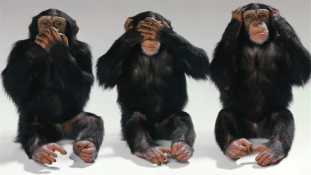 HD desktop wallpaper featuring three chimpanzees posing as See no evil, hear no evil, speak no evil in a clean, studio setting.