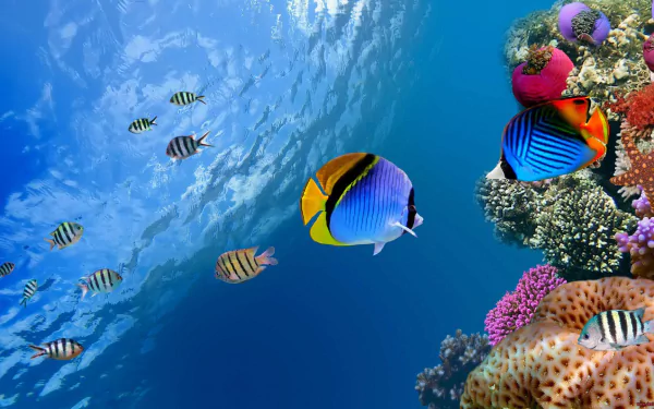 A vibrant underwater scene features colorful butterflyfish swimming among coral reefs, showcasing a lively marine habitat. An engaging HD wallpaper for nature enthusiasts.