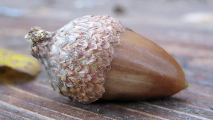 nature acorn HD Desktop Wallpaper | Background Image