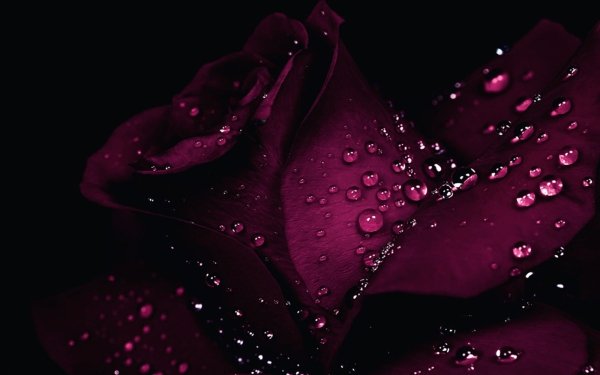 Earth Flower Flowers Rose HD Wallpaper | Background Image
