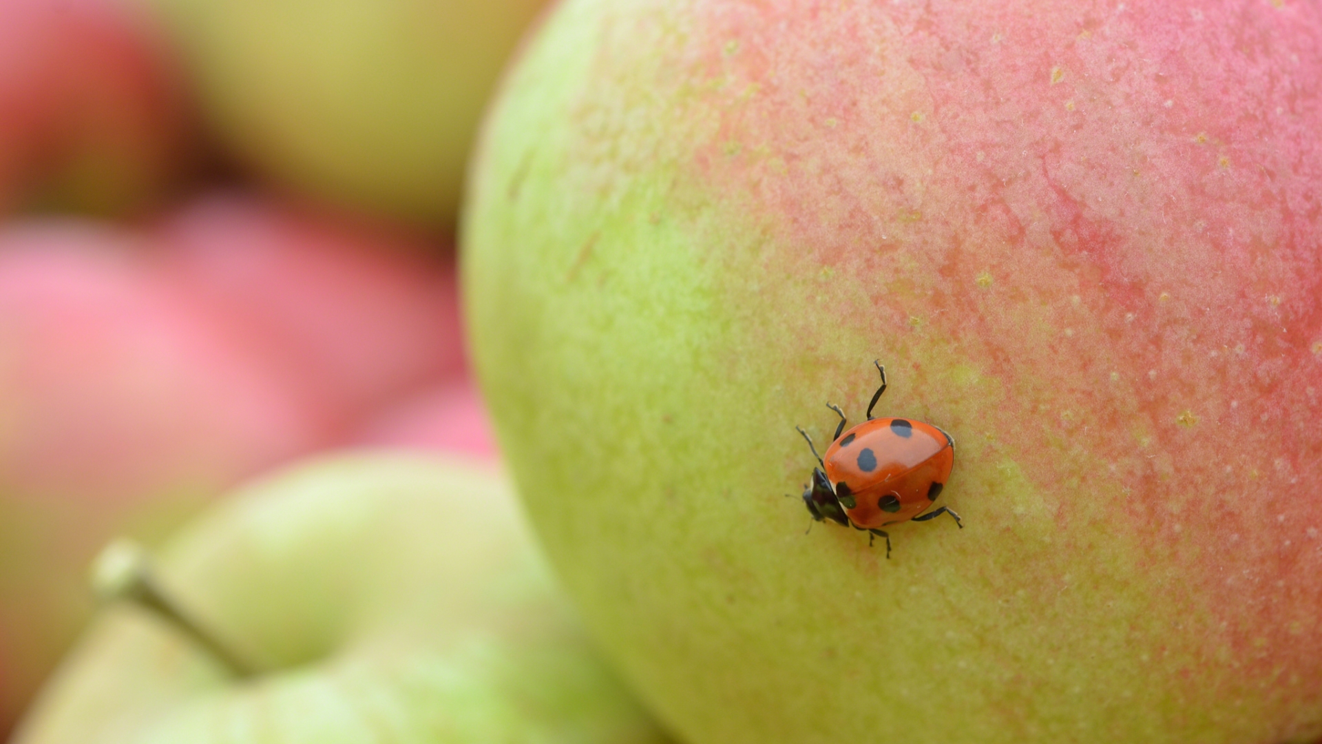 Animal Ladybug HD Wallpaper | Background Image